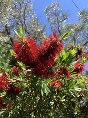 Melaleuca linearifolia