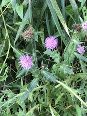 Cirsium japonicum