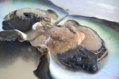 Acotylea