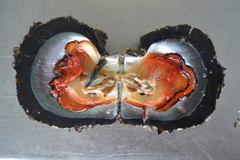 Pinctada margaritifera