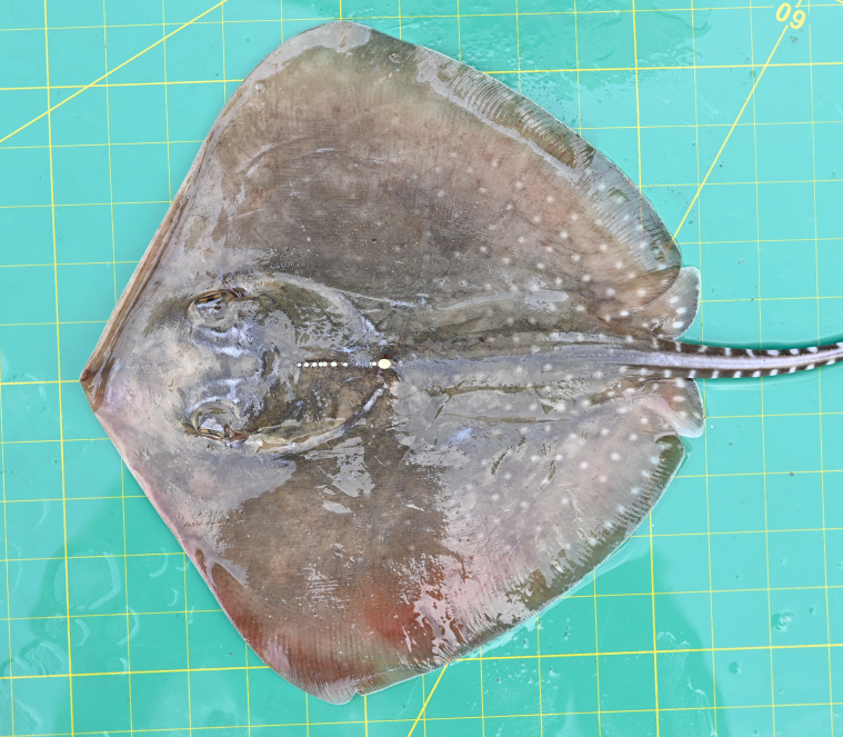 Whitespotted Whipray