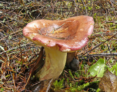 Russula americana