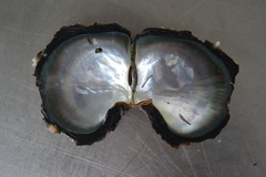 Pinctada margaritifera