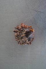 Pinctada margaritifera