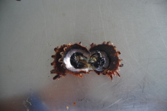 Pinctada margaritifera