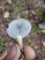 Clitocybe odora pacifica