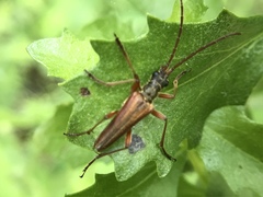 Stenocorus nubifer