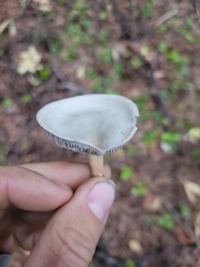 Clitocybe odora pacifica