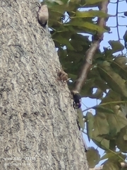 Polistes olivaceus