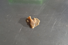 Acotylea