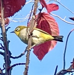 Zosterops maderaspatanus