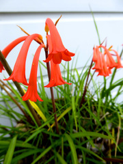 Cyrtanthus brachyscyphus