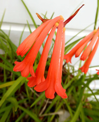 Cyrtanthus brachyscyphus