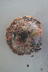 Pinctada margaritifera