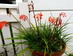 Cyrtanthus brachyscyphus