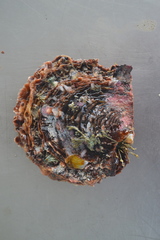 Pinctada margaritifera