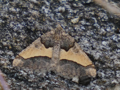 Frederickia hypaethrata