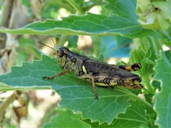 Melanoplus ponderosus