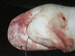 Carcharhinus amboinensis