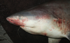 Carcharhinus amboinensis