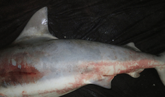 Carcharhinus amboinensis