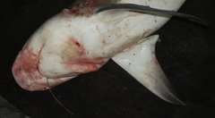 Carcharhinus amboinensis