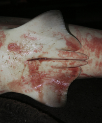 Carcharhinus amboinensis