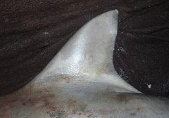 Carcharhinus amboinensis
