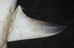 Carcharhinus amboinensis