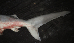 Carcharhinus amboinensis
