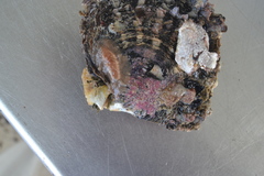 Acotylea