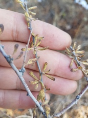 Spiraea aquilegifolia