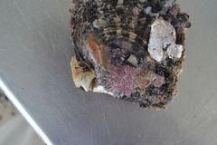 Acotylea