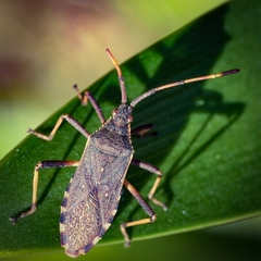 Gelonus tasmanicus