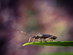 Gelonus tasmanicus