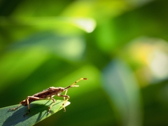 Gelonus tasmanicus