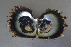 Pinctada margaritifera