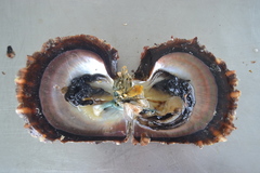 Pinctada margaritifera