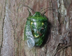 Banasa euchlora