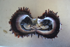 Pinctada margaritifera