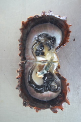 Pinctada margaritifera