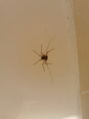 Paraphrynus raptator