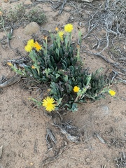 Bergeranthus scapiger