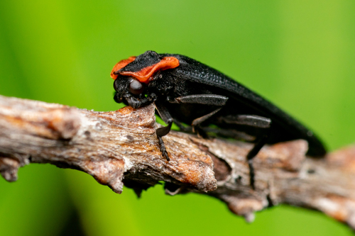 Bizarre Net-winged Beetle