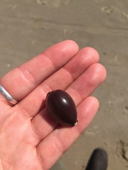 Notocypraea angustata