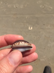 Notocypraea angustata