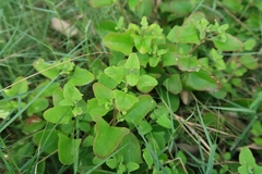 Chenopodium robertianum