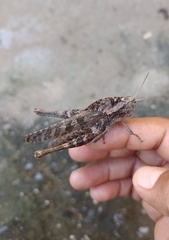 Xyleus discoideus mexicanus