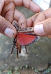 Xyleus discoideus mexicanus