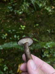 Lactarius fallax